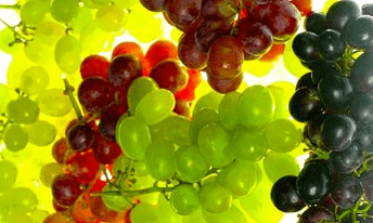 näringskorrigering för åderbråck